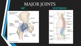 HIP VERTEBRAE
MAJOR JOINTS
 