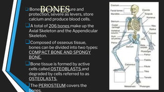 BONES
❑ Bones provide structure and
protection, severe as levers, store
calcium and produce blood cells.
❑A total of 206 bones make up the
Axial Skeleton and the Appendicular
Skeleton.
❑Composed of osseous tissue,
bones can be divided into two types:
COMPACT BONE AND SPONGY
BONE.
❑Bone tissue is formed by active
cells called OSTEOBLASTS and
degraded by cells referred to as
OSTEOLASTS.
❑The PERIOSTEUM covers the
bones.
 