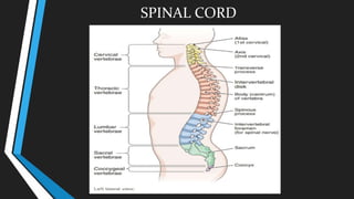 SPINAL CORD
 