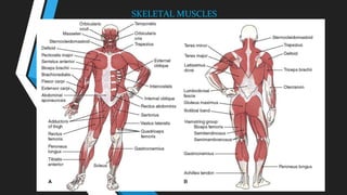 SKELETAL MUSCLES
 