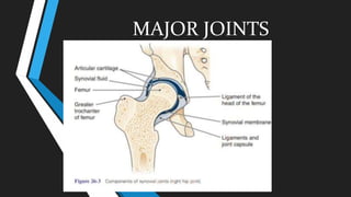 MAJOR JOINTS
 