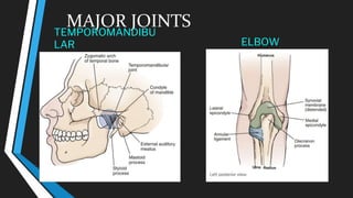 MAJOR JOINTS
TEMPOROMANDIBU
LAR ELBOW
 