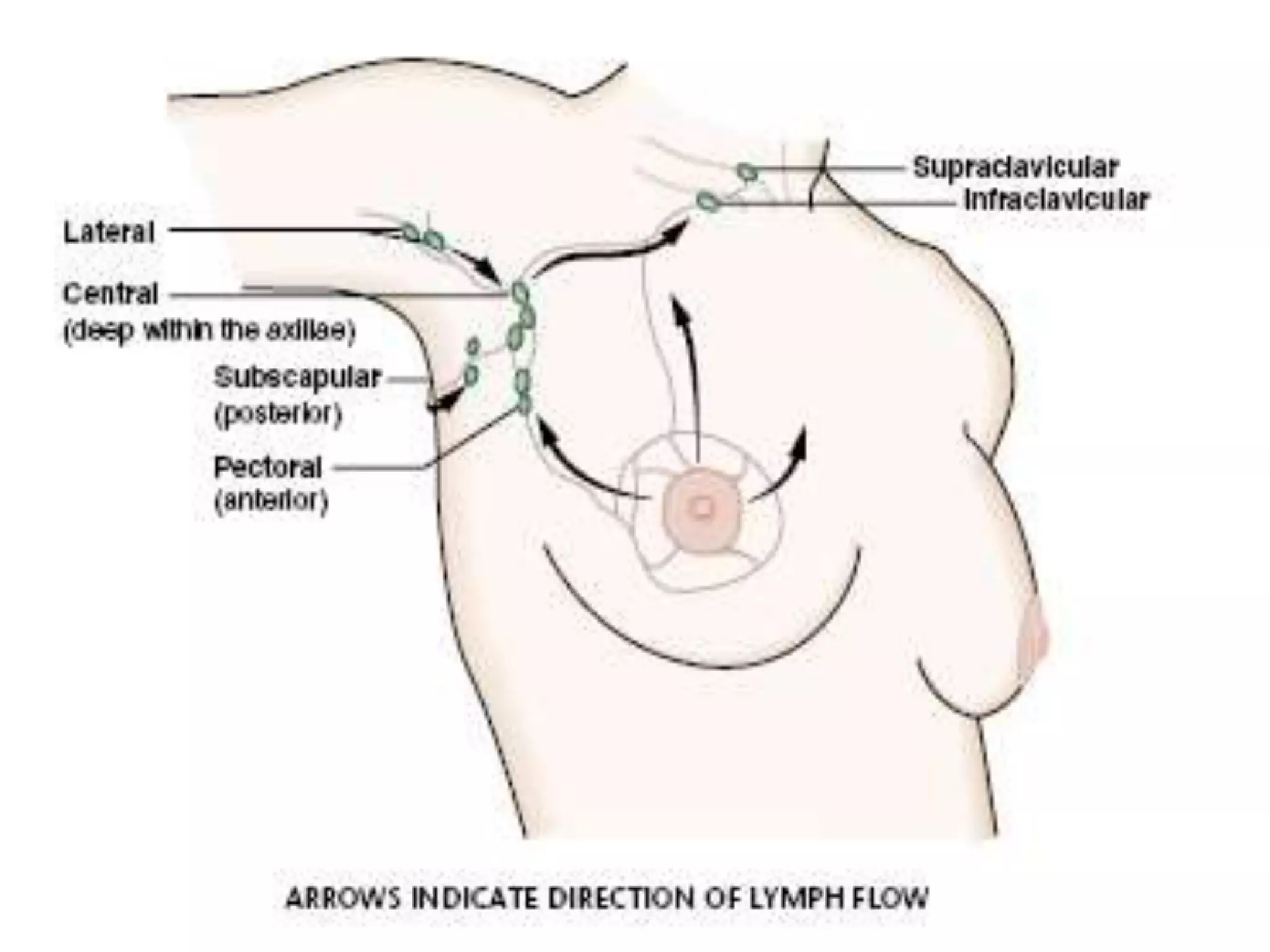 Lymphatics from most of the breast drain toward the axilla. Central nodes are palpable most frequently. They lie along the chest wall, usually high in the axilla and midway between the anterior and posterior axillary folds.