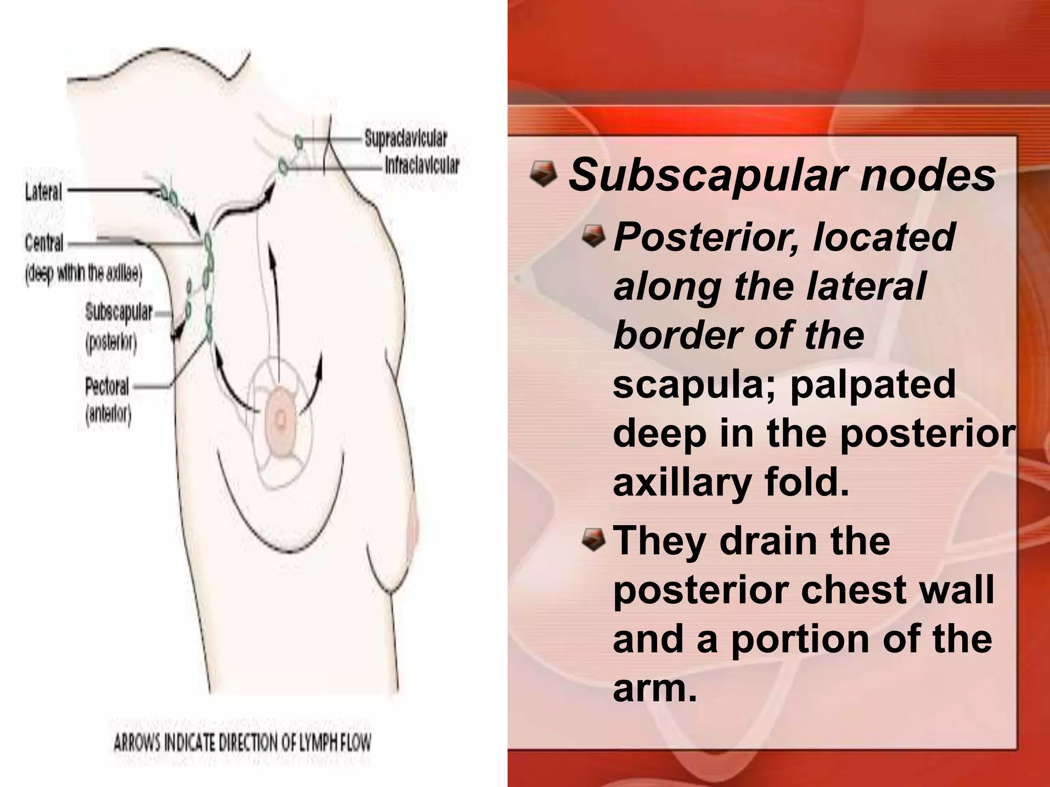 Pectoral nodesAnterior, located along the lower border of the pectoralismajor inside the anterior axillary fold. These nodes drain the anterior chest wall and much of the breast.