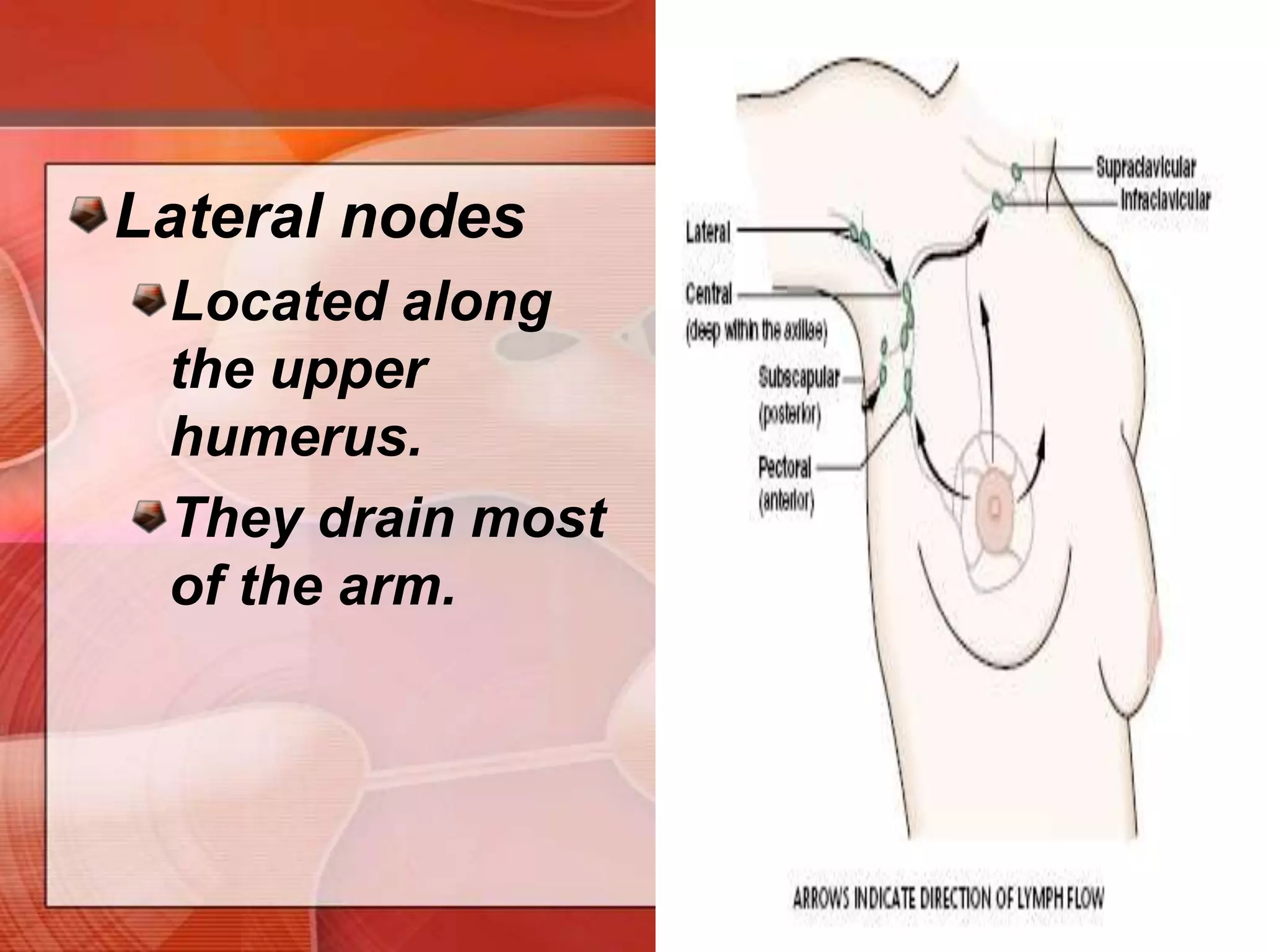 SubscapularnodesPosterior, located along the lateral border of the scapula; palpated deep in the posterior axillary fold. They drain the posterior chest wall and a portion of the arm.