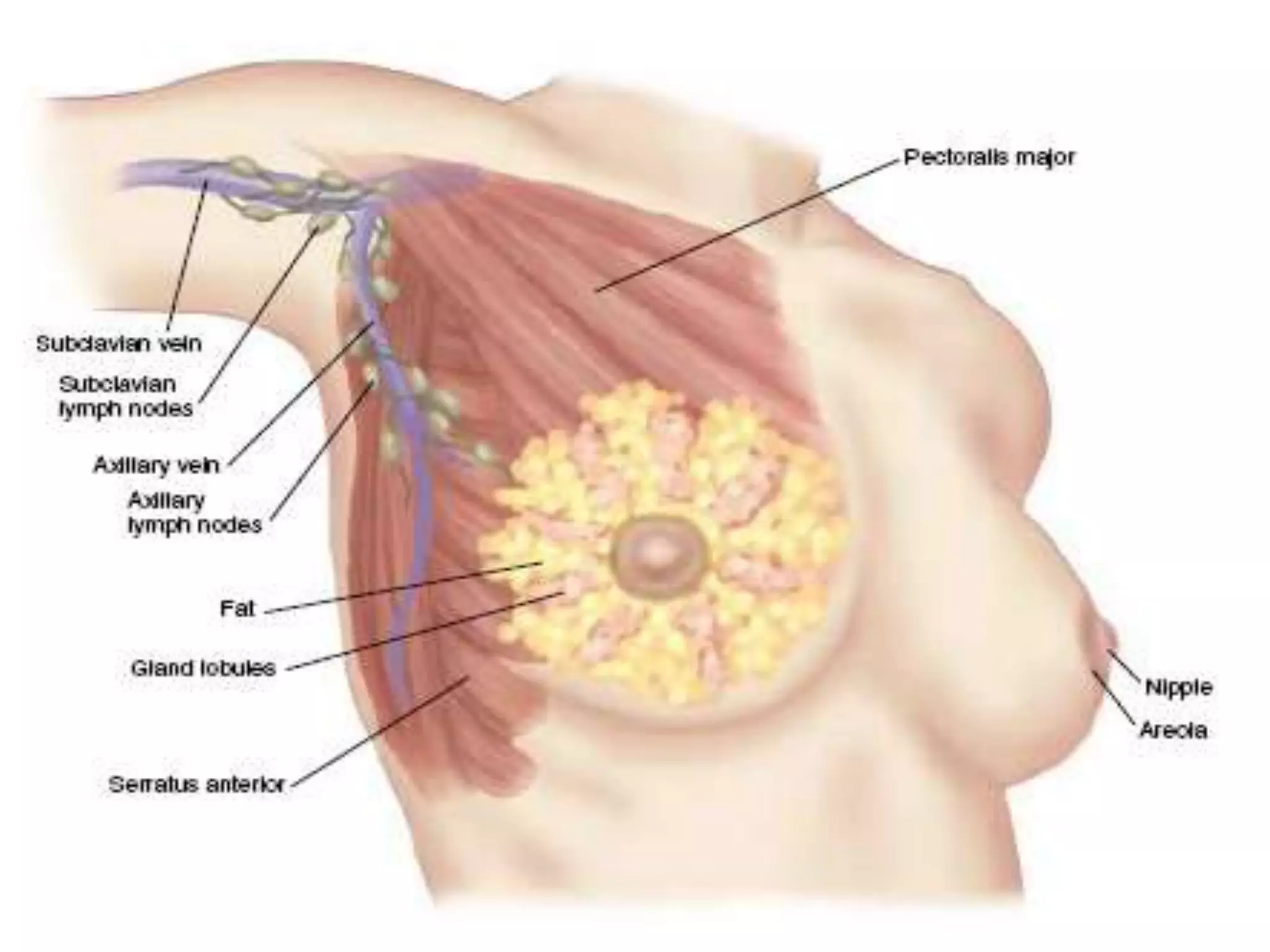 The female breast lies against the anterior thoracic wall, extending from the clavicle and 2nd rib down to the 6th rib, and from the sternum across to the midaxillary line. Its surface area is generally rectangular rather than round.The breast overlies the pectoralis major and at its inferior margin, the serratus anterior.