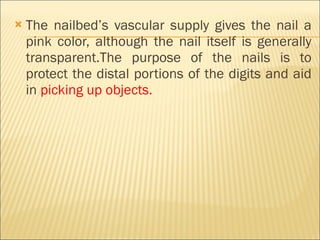 The nailbed’s vascular supply gives the nail a pink color, although the nail itself is generally transparent.The purpose of the nails is to protect the distal portions of the digits and aid in  picking up objects. 