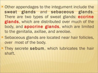 Other appendages to the integument include the  sweat glands  and  sebaceous glands . There are two types of sweat glands:  eccrine glands ,  which are distributed over much of the body, and  apocrine glands ,  which are limited to the genitalia, axillae, and areolae.  Sebaceous glands are located near hair follicles, over  most of the body.  They secrete  sebum , which lubricates the hair shaft. 