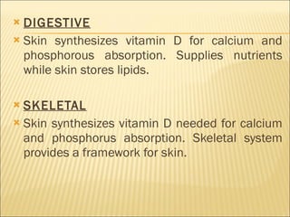DIGESTIVE Skin synthesizes vitamin D for calcium and phosphorous absorption. Supplies nutrients while skin stores lipids. SKELETAL Skin synthesizes vitamin D needed for calcium and phosphorus absorption. Skeletal system provides a framework for skin. 