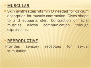 MUSCULAR   Skin synthesizes vitamin D needed for calcium absorption for muscle contraction. Gives shape to and supports skin. Contraction of facial muscles allows communication through expressions. REPRODUCTIVE   Provides sensory receptors for sexual stimulation. 
