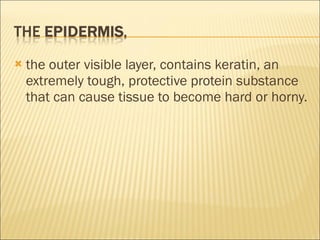the outer visible layer, contains keratin, an extremely tough, protective protein substance that can cause tissue to become hard or horny. 