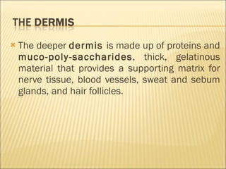 The deeper  dermis  is made up of proteins and  muco-poly-saccharides , thick, gelatinous material that provides a supporting matrix for nerve tissue, blood vessels, sweat and sebum glands, and hair follicles. 