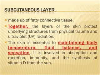 made up of fatty connective tissue.  Together,  the layers of the skin protect underlying structures from physical trauma and ultraviolet (UV) radiation. The skin is essential to  maintaining body temperature, fluid balance, and sensation . It is involved in absorption and excretion, immunity, and the synthesis of vitamin D from the sun. 