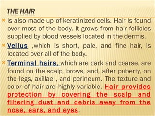 is also made up of keratinized cells. Hair is found over most of the body. It grows from hair follicles supplied by blood vessels located in the dermis.  Vellus   ,which is short, pale, and fine hair, is located over all of the body.  Terminal hairs ,  which are dark and coarse, are found on the scalp, brows, and, after puberty, on the legs, axillae , and perineum. The texture and color of hair are highly variable.  Hair provides protection by covering the scalp and filtering dust and debris away from the nose, ears, and eyes . 