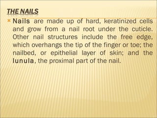 Nails  are made up of hard, keratinized cells and grow from a nail root under the cuticle. Other nail structures include the free edge, which overhangs the tip of the finger or toe; the nailbed, or epithelial layer of skin; and the  lunula , the proximal part of the nail. 
