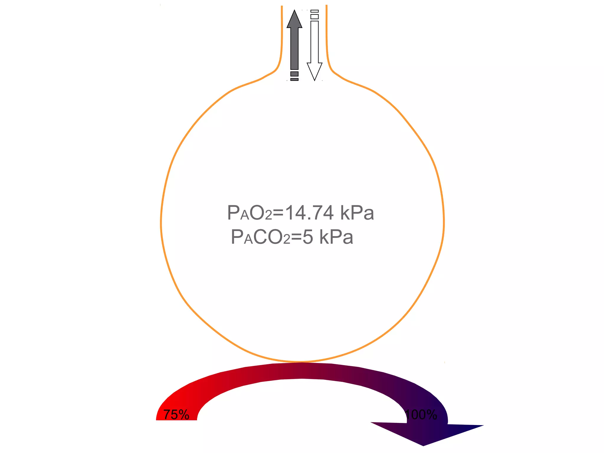 PAO2=14.74 kPa
PACO2=5 kPa
75% 100%
 