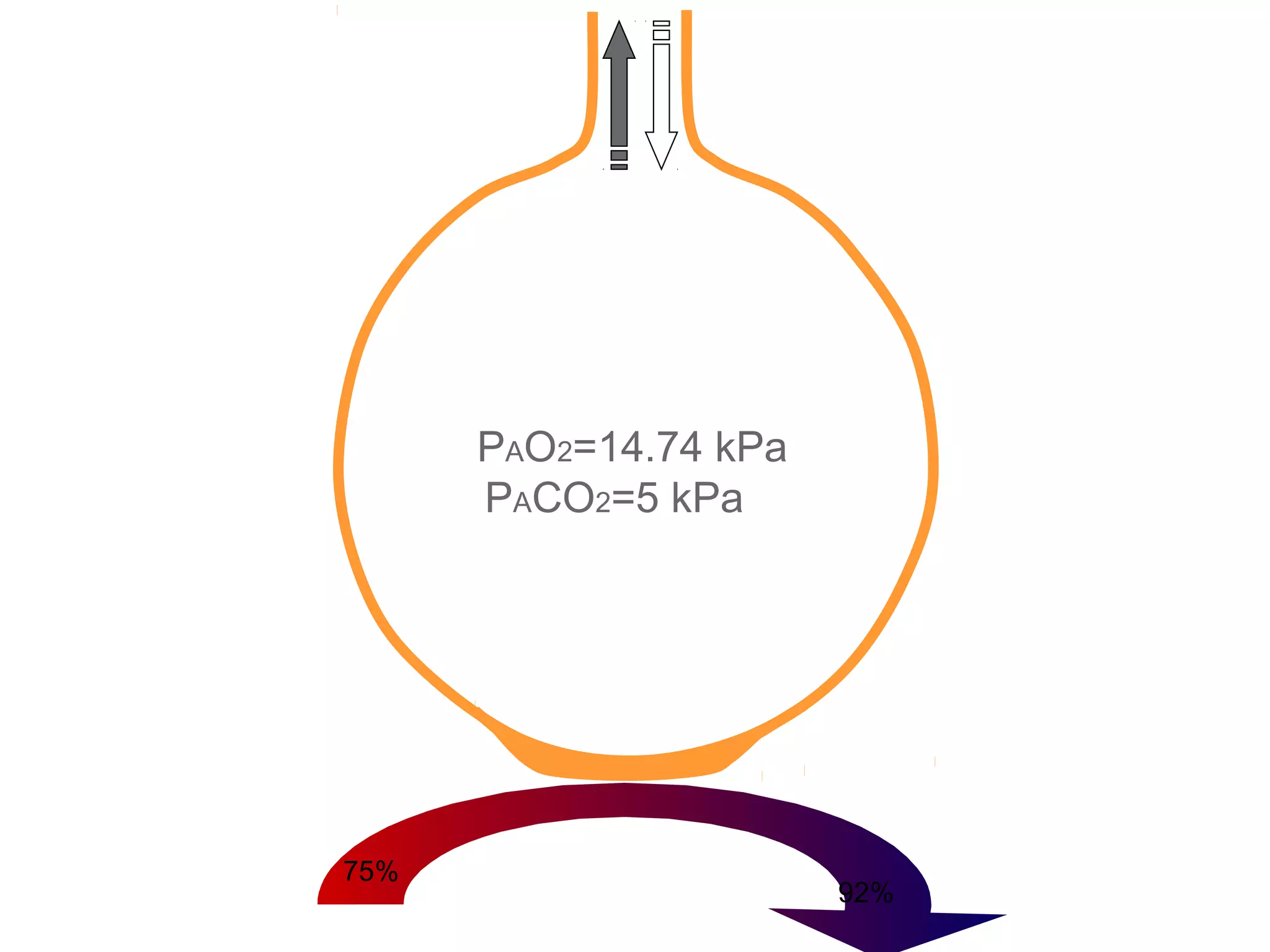 PAO2=14.74 kPa
PACO2=5 kPa
75%
92%
 