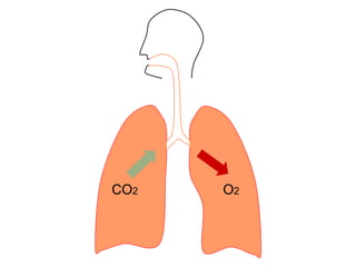 O2CO2
 