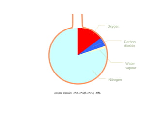 Carbon
dioxide
Water
vapour
Oxygen
Nitrogen
2A2A2A2A NPOHPCOPOPpressureAlveolar +++=
 