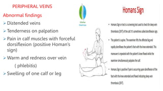 Assessing the Thorax and Lungs presentation | PPTX