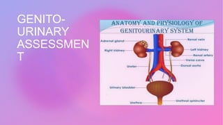 GENITO-
URINARY
ASSESSMEN
T
 