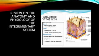 ASSESSMENT OF THE SKIN, HAIR, AND NAILS.pptx