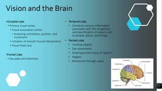 Vision and the Brain
2
• Temporal Lobe
• Combines sensory information
associated with the recognition
and identification of objects such
as people, places, and things.
• Parietal Lobe
• Locating objects
• Eye movements
• Drawing/construction of objects
• Neglect
• Movement through space
•Occipital Lobe
• Primary visual cortex
• Visual association cortex
• Analyzing orientation, position, and
movement.
• Initiation of Smooth Pursuit Movements
• Visual Field Loss
•Frontal Lobe
• Saccades and Attention
 