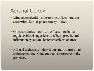 Adrenal Cortex
 Mineralocorticoid—aldosterone. Affects sodium
absorption, loss of potassium by kidney
 Glucocorticoids—c...