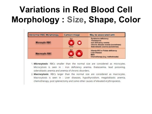 Assessment And Management Of Patients With Hematologic Disorders - 638x479 - jpeg Abnormal Red Blood Cell Size