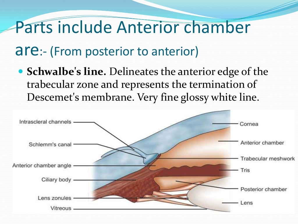 Anterior Chamber Reaction Grading