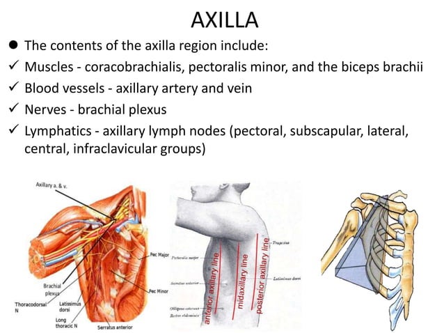 Assessment of Breast and Axiila .pptx | Reproductive Health | Diseases ...