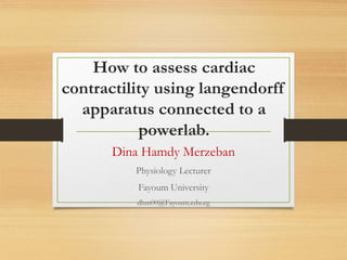 How to assess cardiac
contractility using langendorff
apparatus connected to a
powerlab.
Dina Hamdy Merzeban
Physiology Lecturer
Fayoum University
dhm00@Fayoum.edu.eg
 