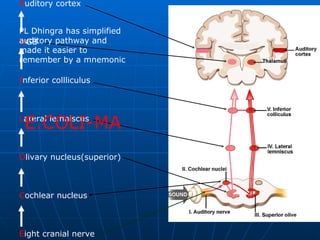 A uditory cortex M GB I nferior collliculus L ateral lemniscus O livary nucleus(superior) C ochlear nucleus E ight cranial nerve E.COLI-MA PL Dhingra has simplified auditory pathway and made it easier to remember by a mnemonic 