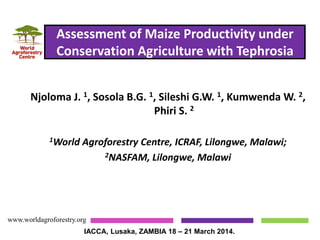 Assessment of Maize Productivity under
Conservation Agriculture with Tephrosia
www.worldagroforestry.org
IACCA, Lusaka, ZAMBIA 18 – 21 March 2014.
Njoloma J. 1, Sosola B.G. 1, Sileshi G.W. 1, Kumwenda W. 2,
Phiri S. 2
1World Agroforestry Centre, ICRAF, Lilongwe, Malawi;
2NASFAM, Lilongwe, Malawi
 