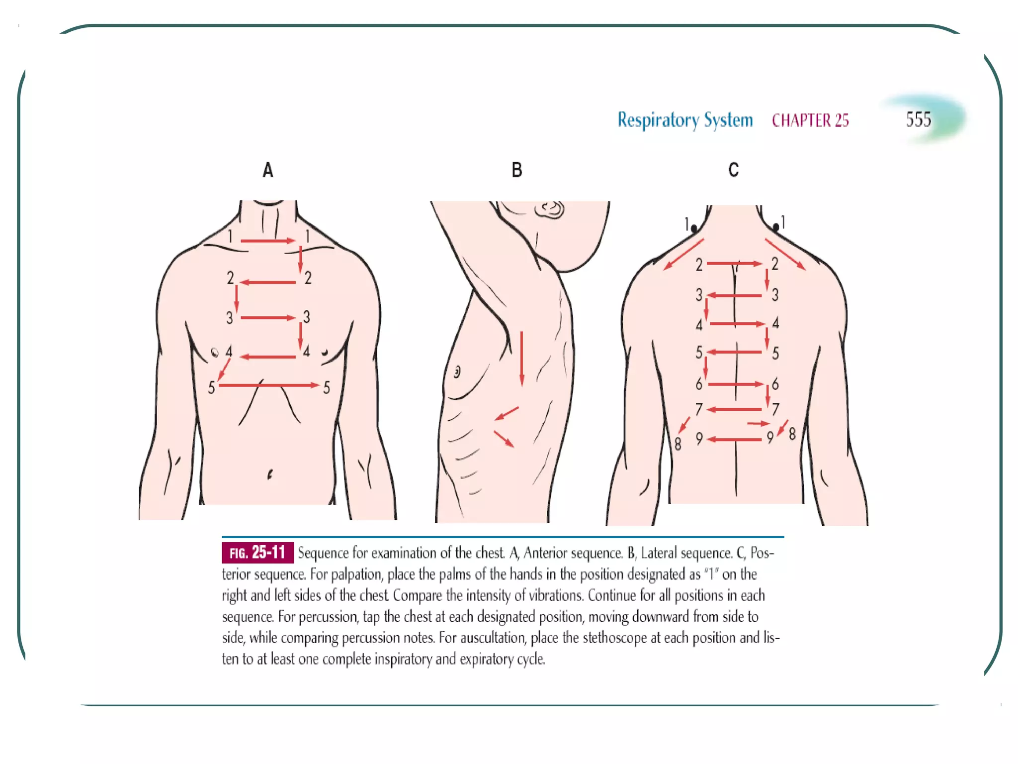 Assessment of respiratory system | PPT