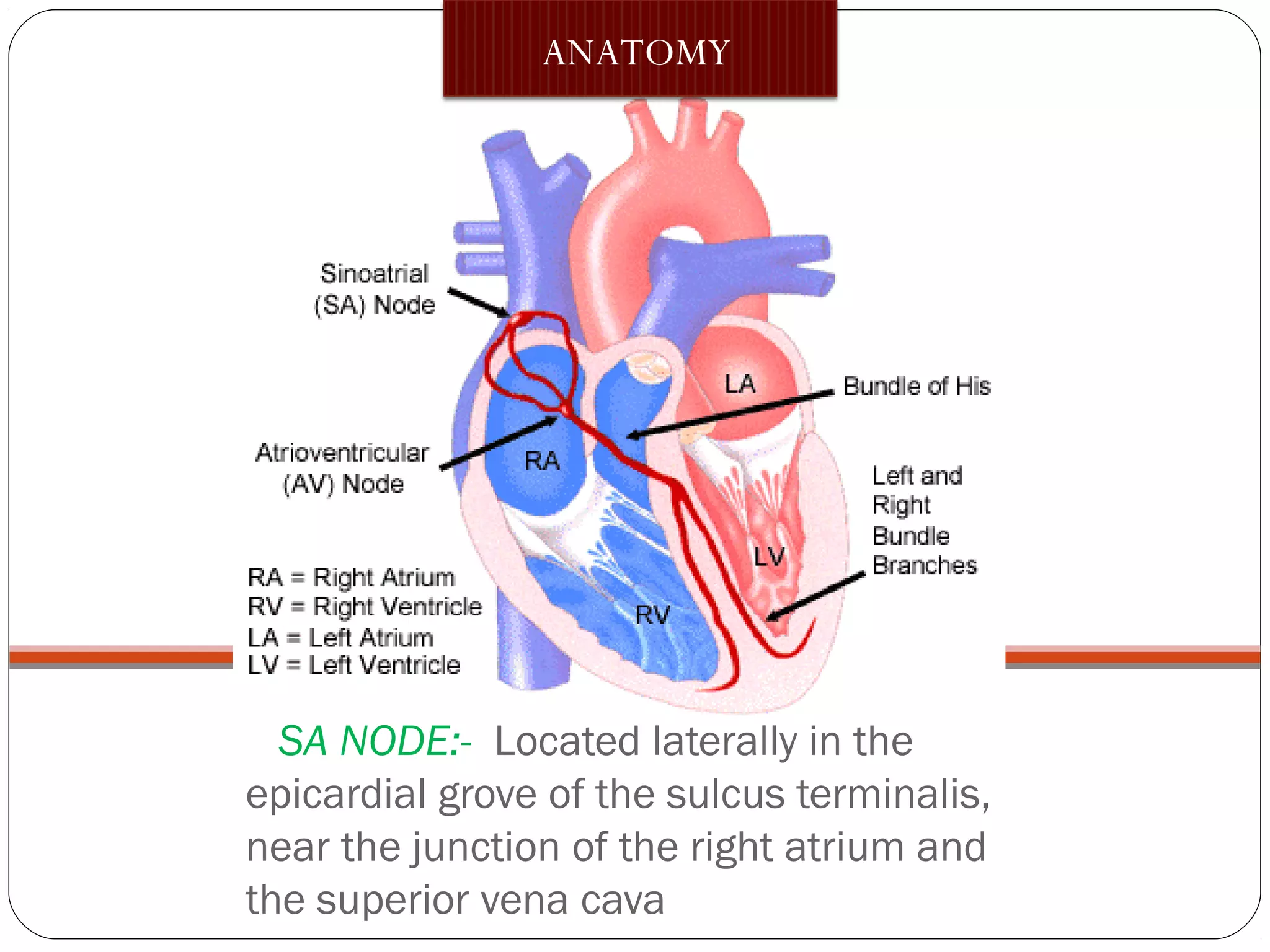 SA NODE:- Located laterally in the
epicardial grove of the sulcus terminalis,
near the junction of the right atrium and
the superior vena cava
ANATOMY
 