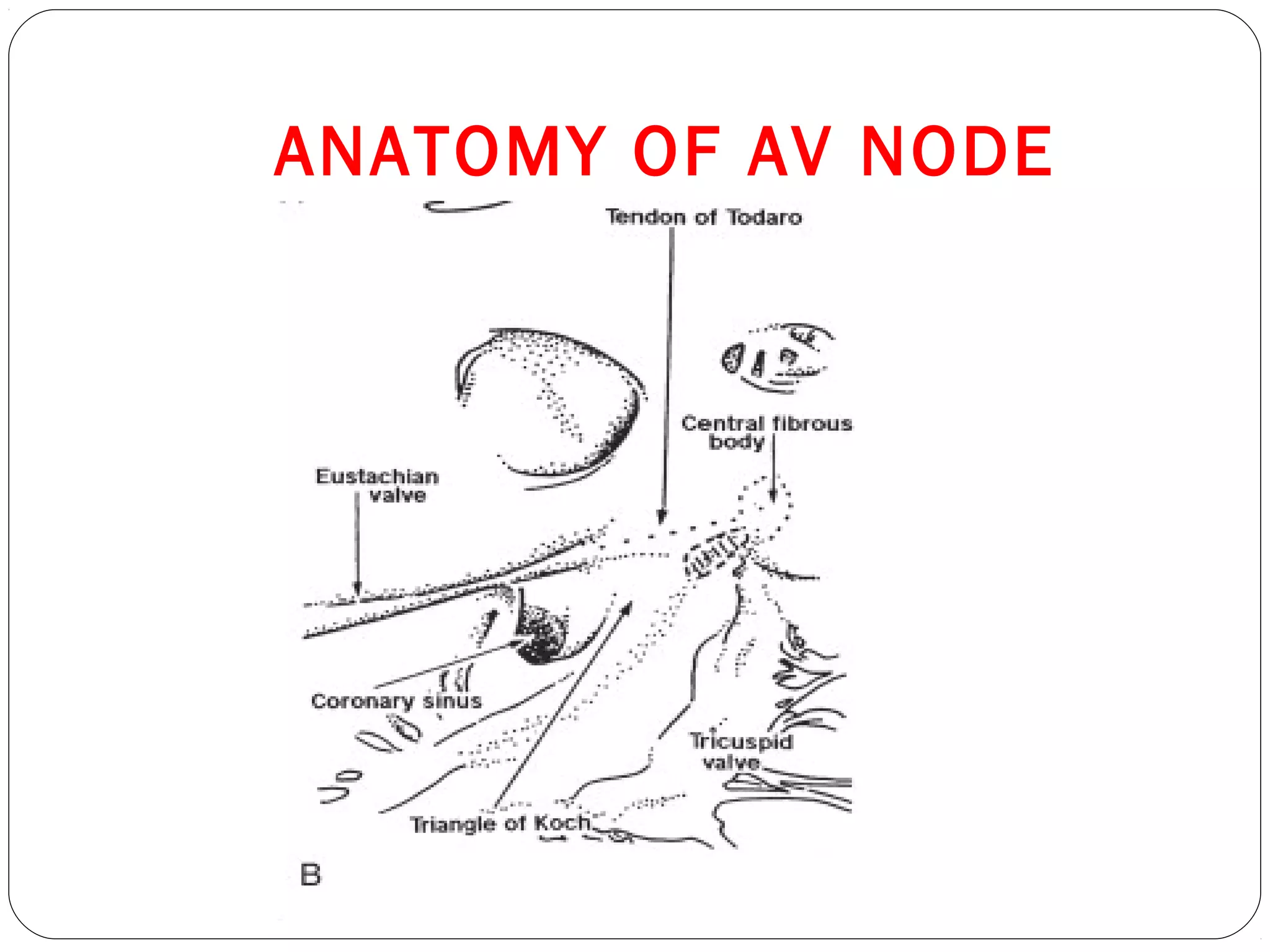 ANATOMY OF AV NODE
 