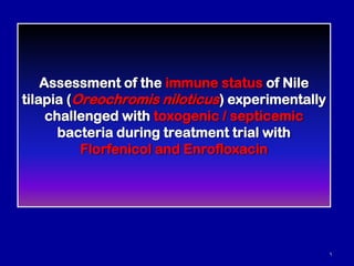 Assessment of the immune status of Nile
tilapia (Oreochromis niloticus) experimentally
challenged with toxogenic / septicemic
bacteria during treatment trial with
Florfenicol and Enrofloxacin
1
 