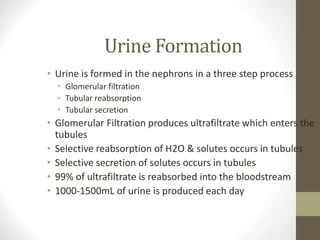 assessment_of_the_renalurinary_system.ppt