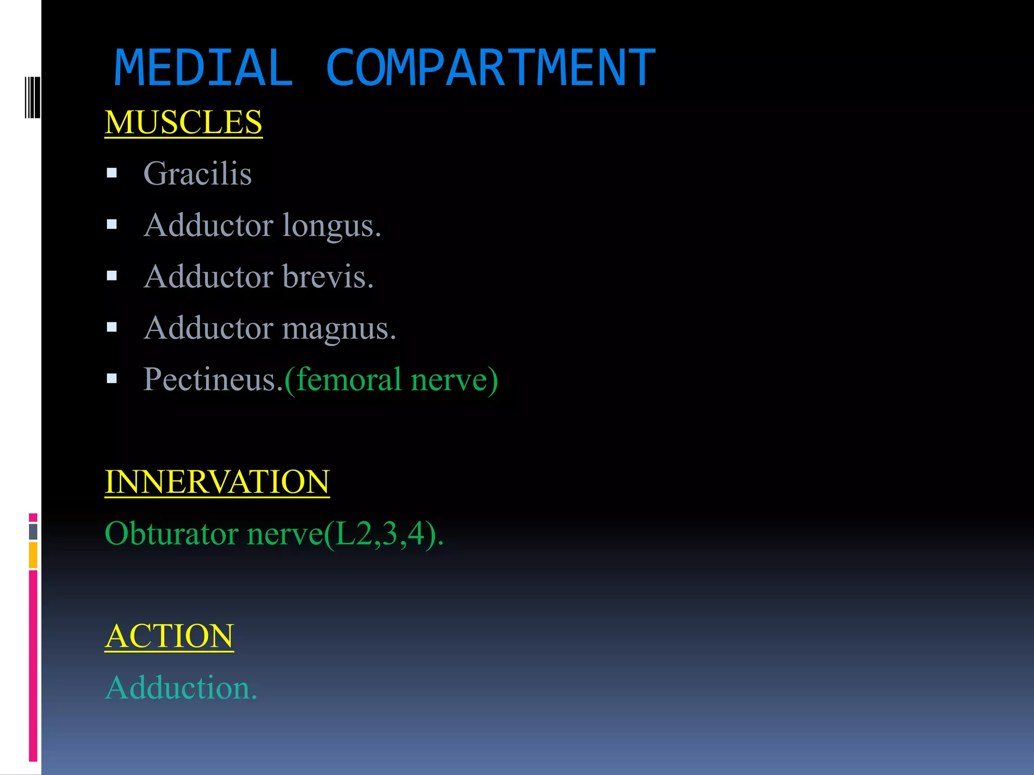 MEDIAL COMPARTMENT
MUSCLES
 Gracilis
 Adductor longus.
 Adductor brevis.
 Adductor magnus.
 Pectineus.(femoral nerve)
INNERVATION
Obturator nerve(L2,3,4).
ACTION
Adduction.
 