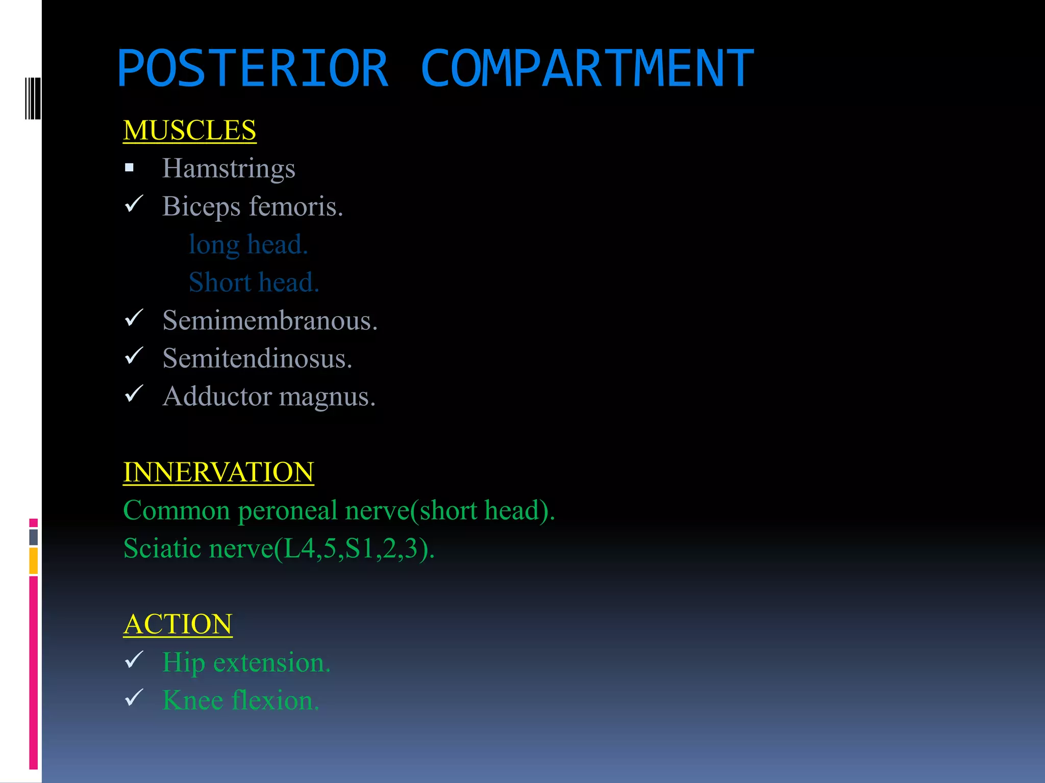 POSTERIOR COMPARTMENT
MUSCLES
 Hamstrings
 Biceps femoris.
long head.
Short head.
 Semimembranous.
 Semitendinosus.
 Adductor magnus.
INNERVATION
Common peroneal nerve(short head).
Sciatic nerve(L4,5,S1,2,3).
ACTION
 Hip extension.
 Knee flexion.
 