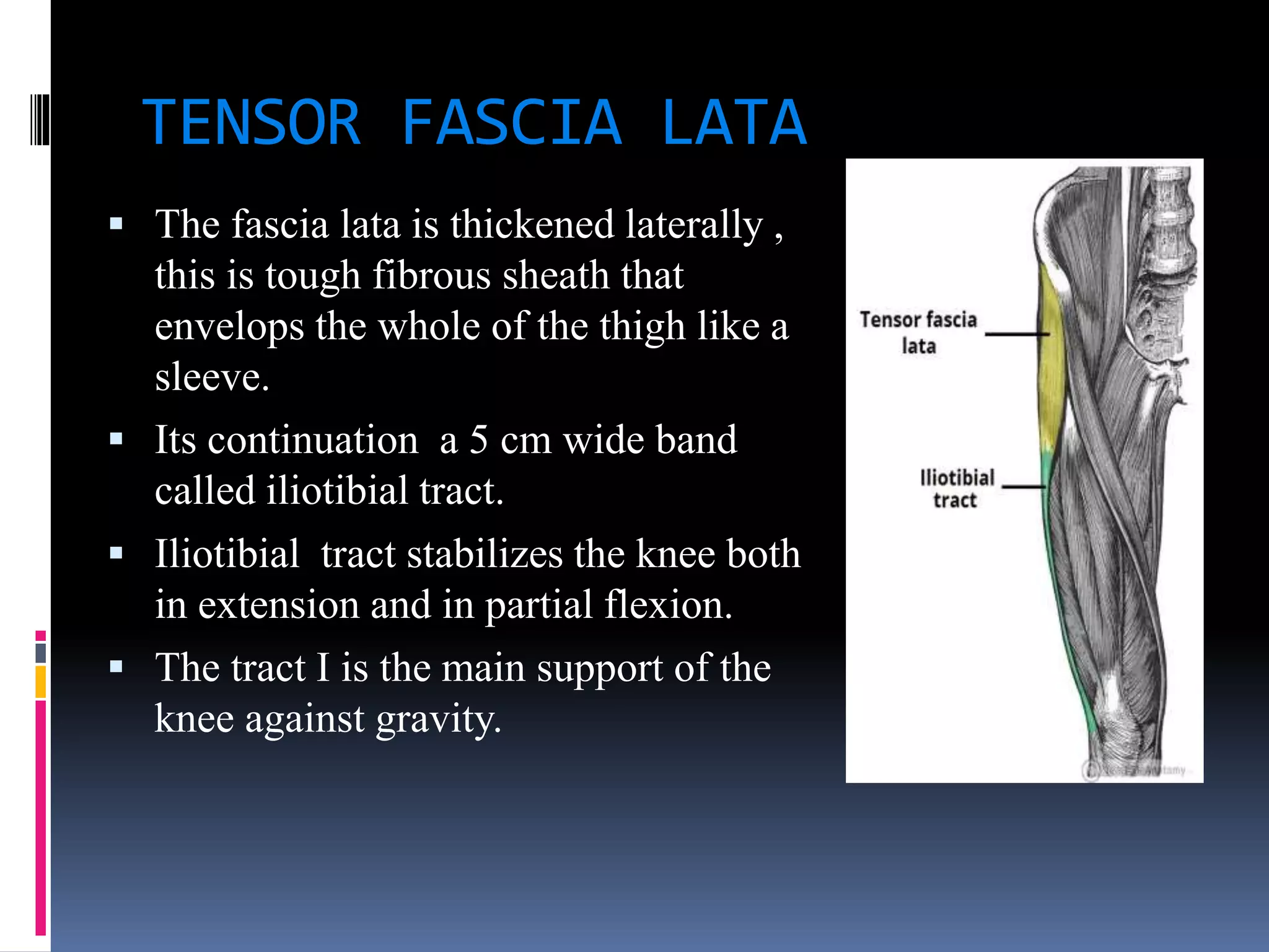 TENSOR FASCIA LATA
 The fascia lata is thickened laterally ,
this is tough fibrous sheath that
envelops the whole of the thigh like a
sleeve.
 Its continuation a 5 cm wide band
called iliotibial tract.
 Iliotibial tract stabilizes the knee both
in extension and in partial flexion.
 The tract I is the main support of the
knee against gravity.
 