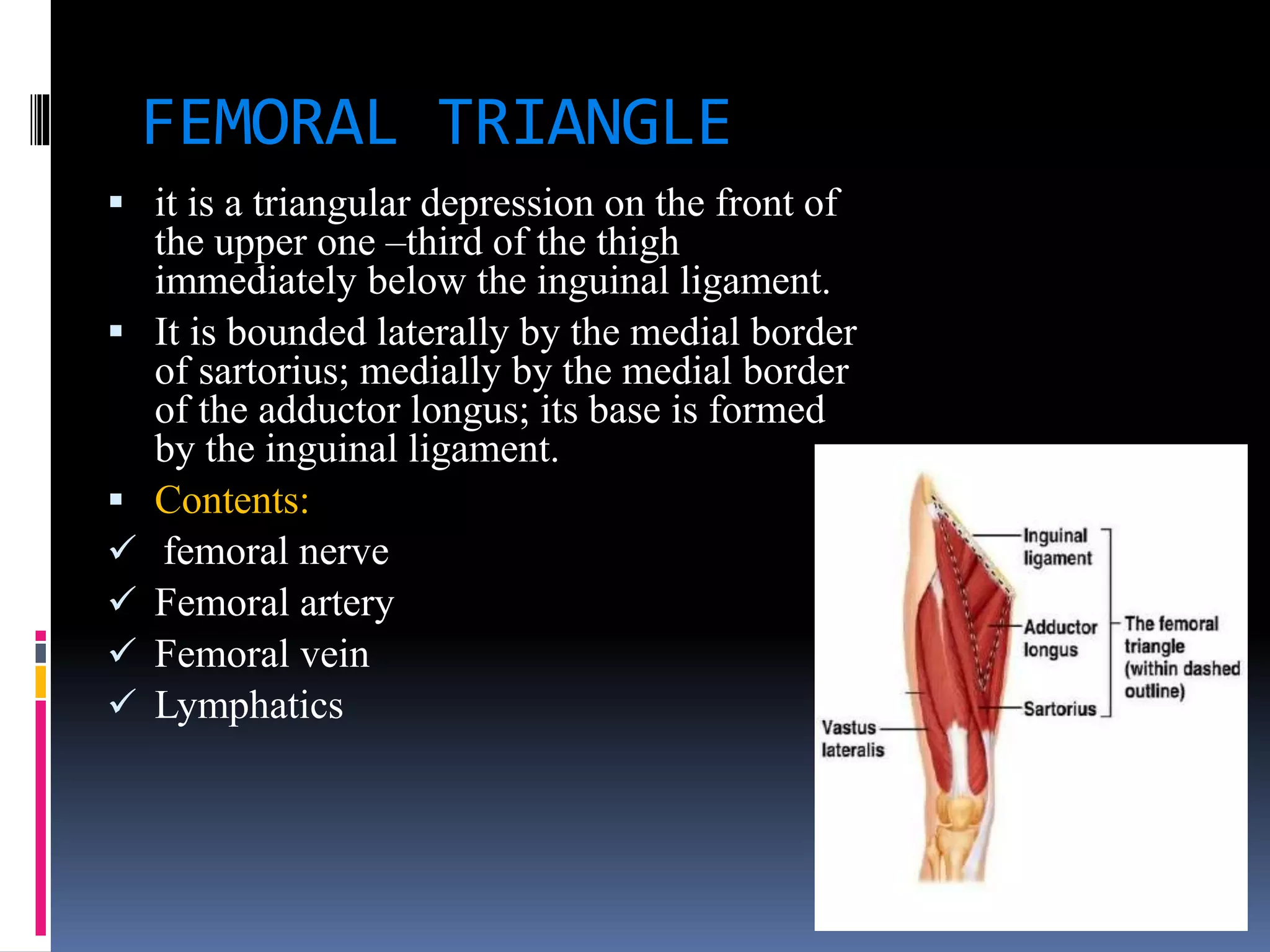 FEMORAL TRIANGLE
 it is a triangular depression on the front of
the upper one –third of the thigh
immediately below the inguinal ligament.
 It is bounded laterally by the medial border
of sartorius; medially by the medial border
of the adductor longus; its base is formed
by the inguinal ligament.
 Contents:
 femoral nerve
 Femoral artery
 Femoral vein
 Lymphatics
 