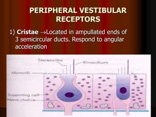 PERIPHERAL VESTIBULAR
RECEPTORS
1) Cristae Located in ampullated ends of
3 semicircular ducts. Respond to angular
acceleration
 