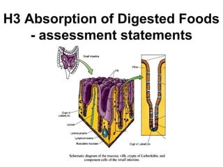 H3 Absorption of Digested Foods
- assessment statements
 