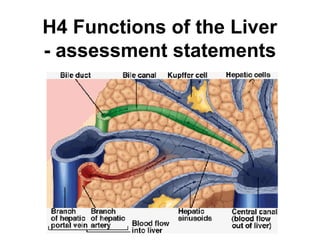 H4 Functions of the Liver
- assessment statements
 