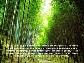 A quarta verdade que o bambu nos ensina é não criar galhos. Como meta
o alto e vive em comunidade, o bambu não se permite criar galhos. Nós
perdemos muito tempo na vida tentando proteger nossos galhos, coisas
materiais que damos um valor inestimável. Para ganhar, é preciso deixar
tudo aquilo que nos impede de subirmos suavemente.
 