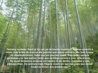 Terceira verdade: Você já viu um pé de bambu sozinho? Apenas quando é
novo, mas antes de crescer ele permite que nasça outros a seu lado (como
no cooperativismo). Sabe que vai precisar deles. Eles estão sempre
grudados uns nos outros, tanto que de longe parecem com uma árvore.
Às vezes tentamos arrancar um bambu lá de dentro, cortamos e não
conseguimos. Os animais mais frágeis vivem em bandos, para que desse
modo se livrem dos predadores.
 