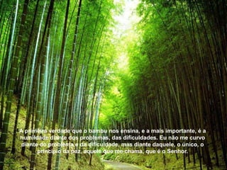 A primeira verdade que o bambu nos ensina, e a mais importante, é a
humildade diante dos problemas, das dificuldades. Eu não me curvo
 diante do problema e da dificuldade, mas diante daquele, o único, o
       princípio da paz, aquele que me chama, que é o Senhor.
 