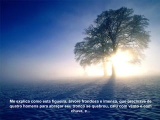 Me explica como esta figueira, árvore frondosa e imensa, que precisava de 
quatro homens para abraçar seu tronco se quebrou, caiu com vento e com 
chuva, e... 
 